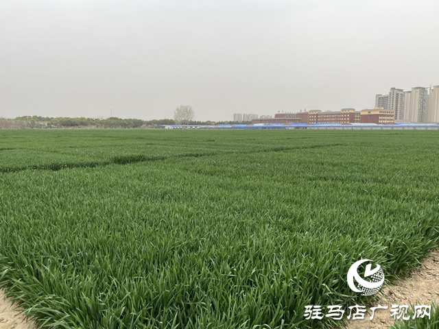 寒潮來襲小麥如何保暖？駐馬店農科專家支招科學應對