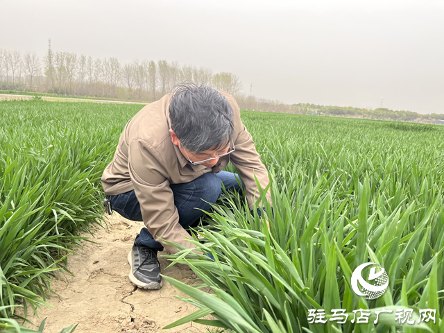寒潮來襲小麥如何保暖？駐馬店農科專家支招科學應對