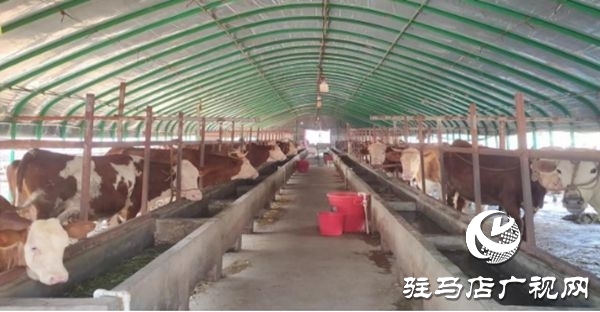 遂平縣沈寨鎮沈莊村:黨建引領繪就鄉村振興新圖景