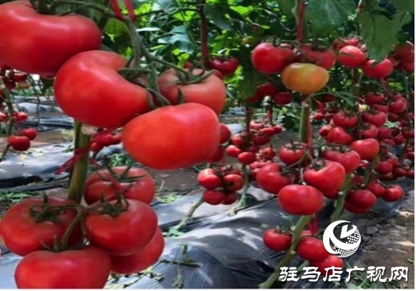 遂平縣沈寨鎮沈莊村:黨建引領繪就鄉村振興新圖景