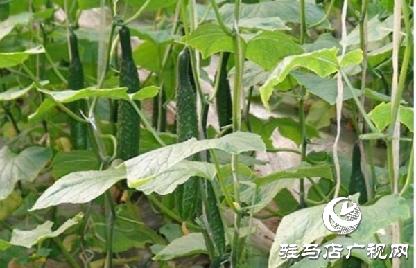 遂平縣沈寨鎮沈莊村:黨建引領繪就鄉村振興新圖景