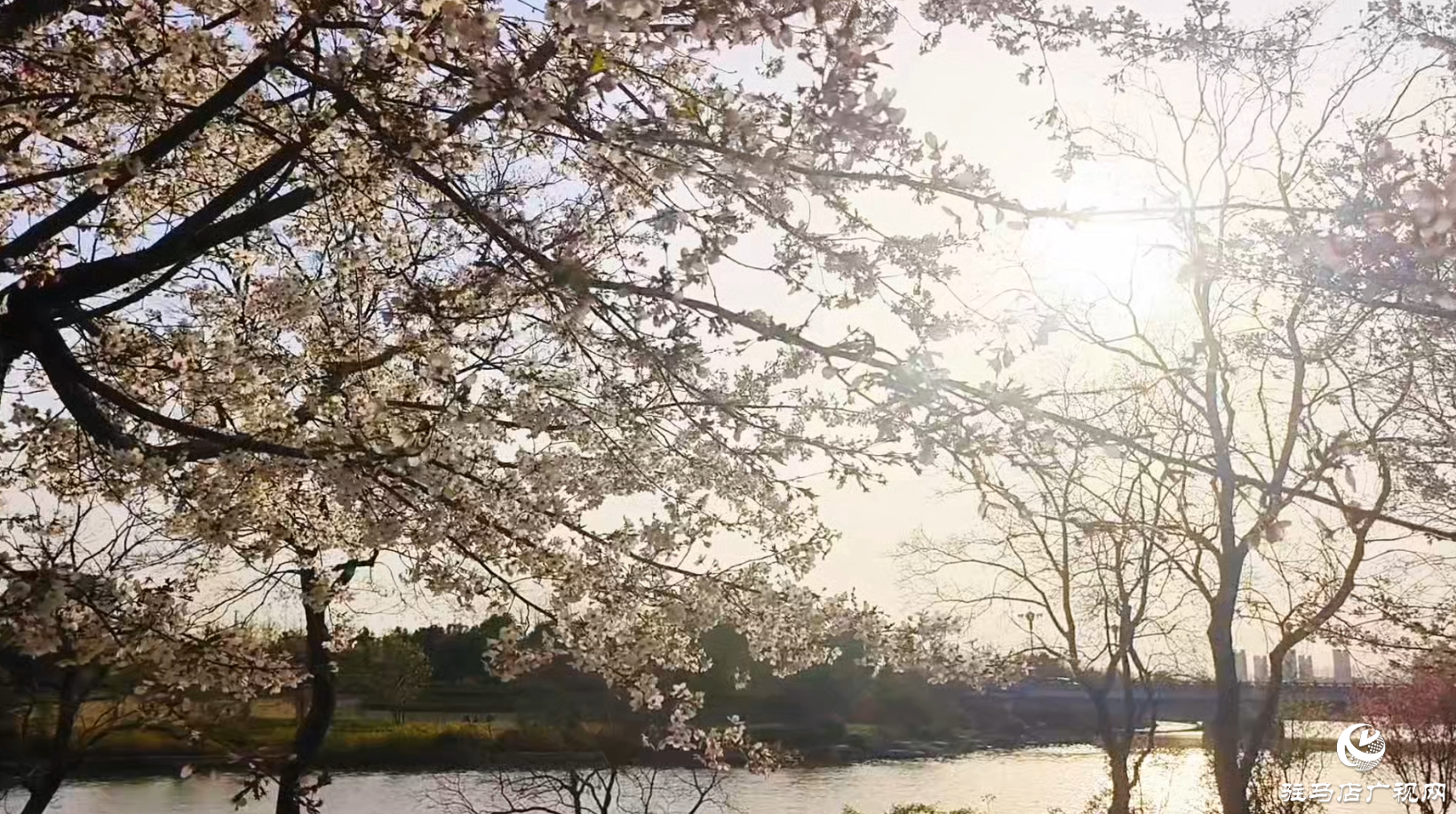 遂平玉湖公園櫻花盛放 邀您共赴春日浪漫之約