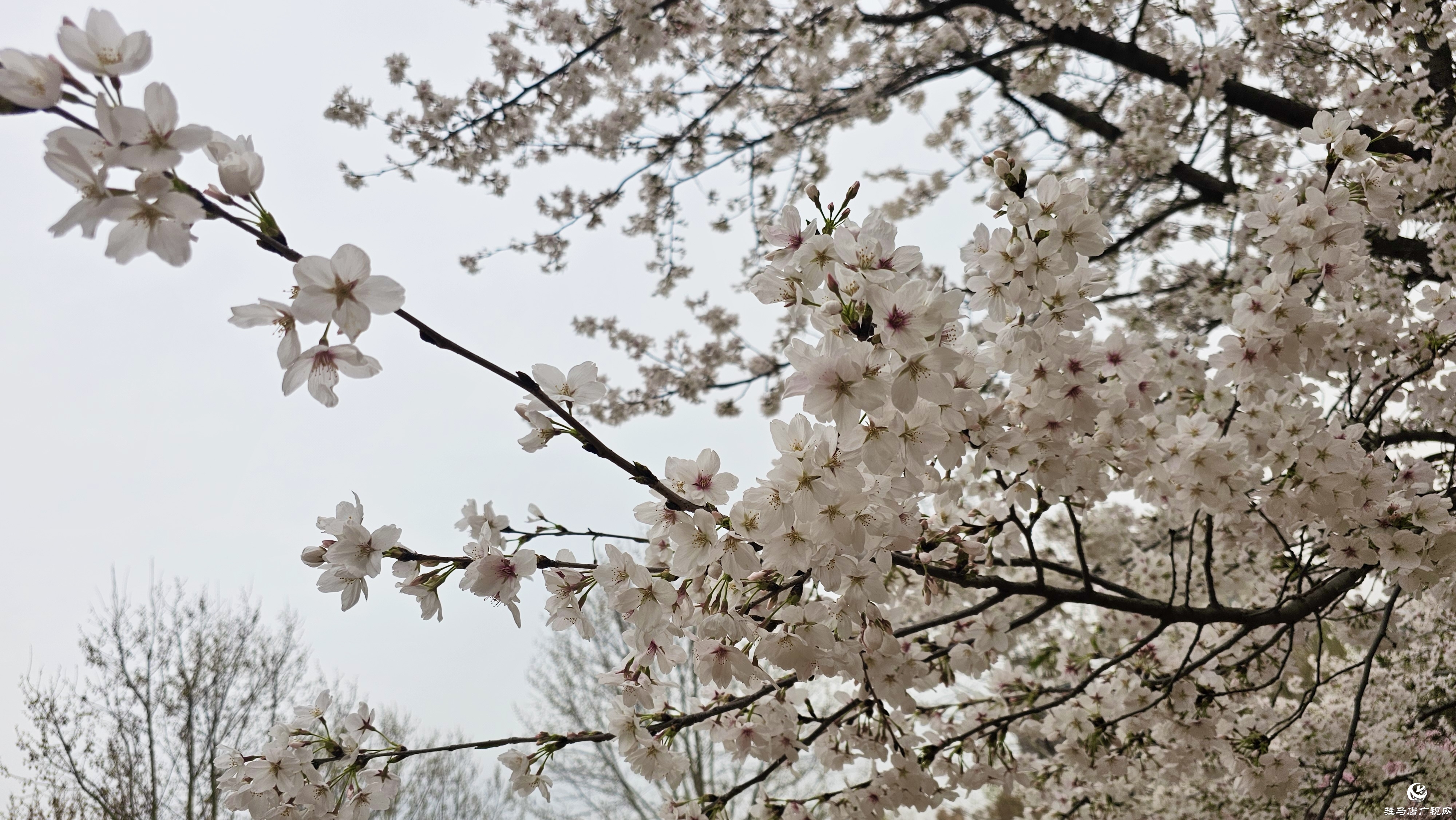 遂平玉湖公園櫻花盛放 邀您共赴春日浪漫之約