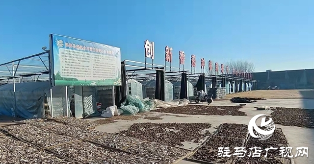 泌陽縣花園街道：著力推動食用菌特色產(chǎn)業(yè)創(chuàng)建