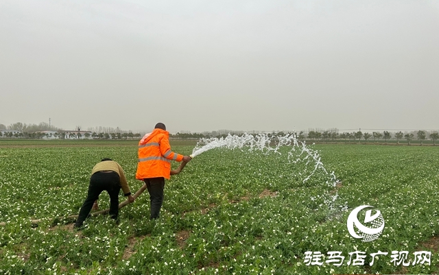 泌陽縣郭集鎮(zhèn)：打好抗旱“主動(dòng)仗” 多措并舉保糧增收
