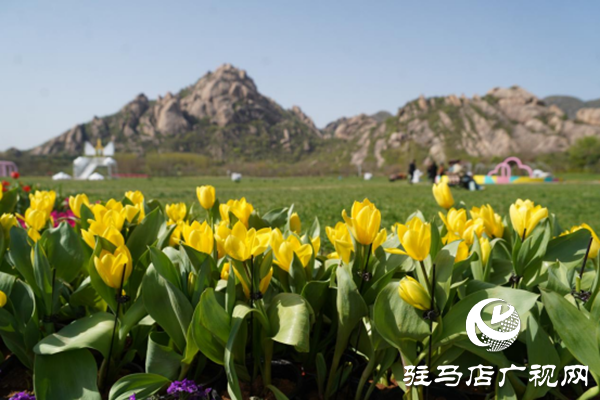 駐馬店各縣區網絡名人齊聚遂平 共尋天中最美春天