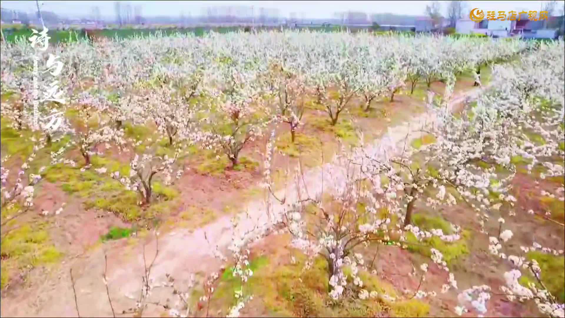 【大美天中】平輿縣東皇街道：梨花綻放引客來