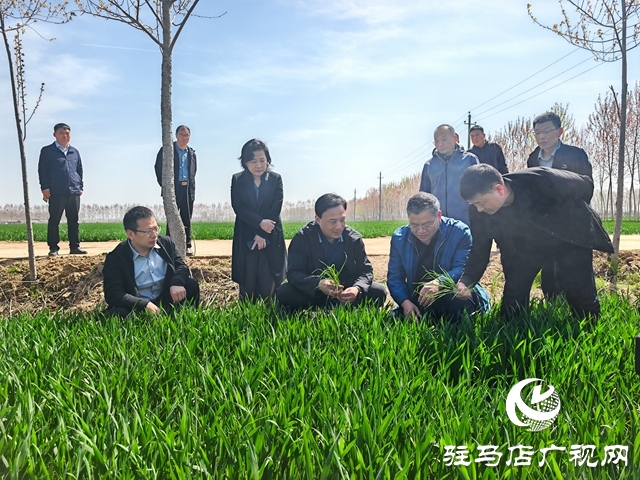  西平縣委書記侯公濤調研水利項目建設、麥田管理等重點工作