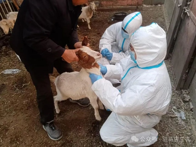 科技特派員朱鳳霞赴遂平開展養羊技術指導,助力牧業發展