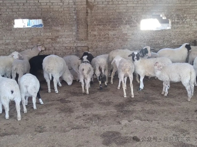 科技特派員朱鳳霞赴遂平開展養羊技術指導,助力牧業發展