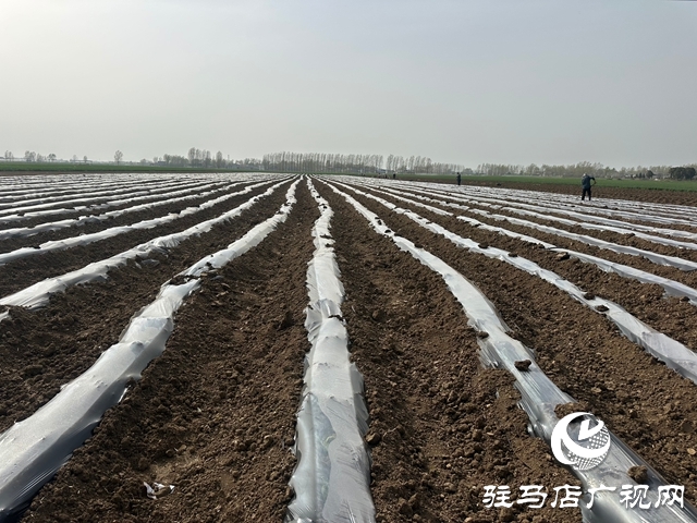 泌陽(yáng)縣郭集鎮(zhèn)：不負(fù)好春光 煙苗移栽忙