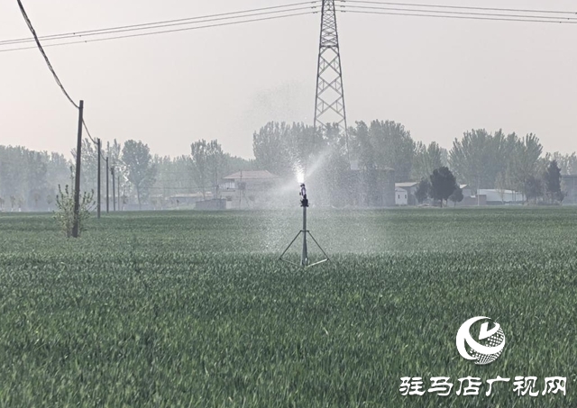 泌陽縣下碑寺鄉：聚力抗旱 為小麥“解渴”護豐收