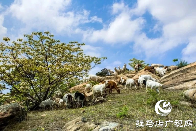 泌陽縣:人間四月芳菲盡 桐花似雪染春山