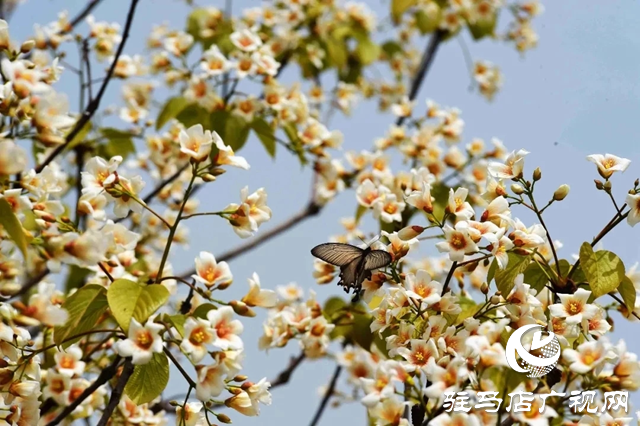 泌陽縣:人間四月芳菲盡 桐花似雪染春山