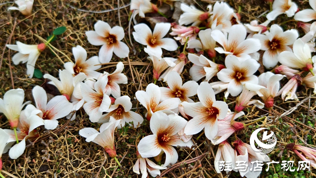 泌陽縣:人間四月芳菲盡 桐花似雪染春山