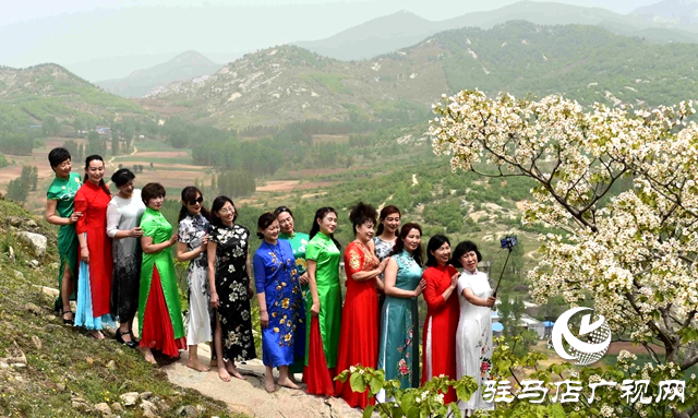 泌陽縣:人間四月芳菲盡 桐花似雪染春山