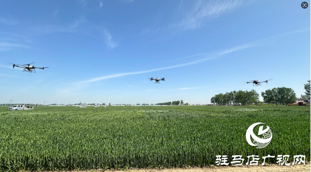 中原農(nóng)險(xiǎn)駐馬店市分公司：冬小麥“一噴三防”飛防作業(yè) 護(hù)航夏糧豐產(chǎn)豐收?