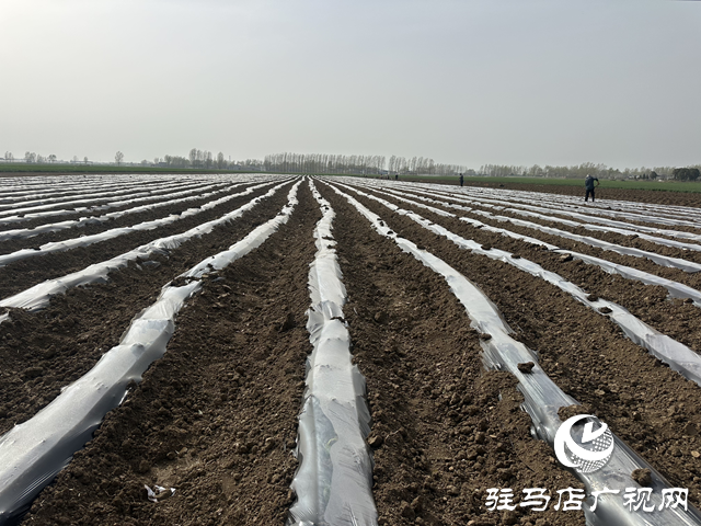 泌陽縣圓滿完成2025年度煙葉大田移栽工作