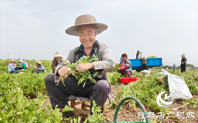 泌陽(yáng)縣郭集鎮(zhèn)豌豆喜獲豐收
