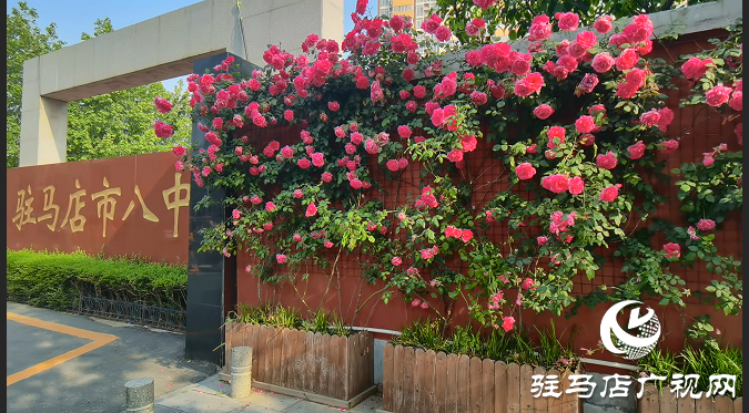 八中薔薇又開了