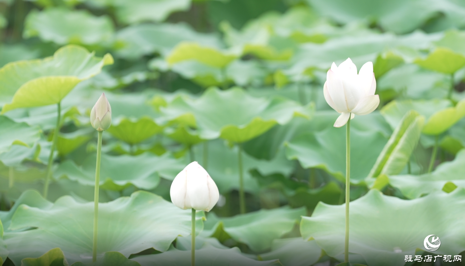 初夏：描繪時光的溫柔畫卷