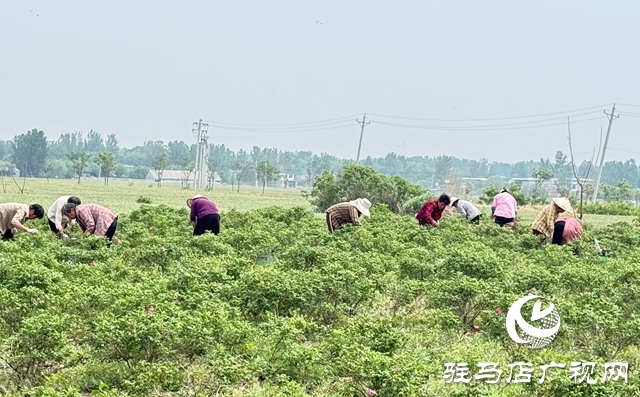泌陽縣雙廟鄉：花開付洼香滿園 鄉村振興煥新顏