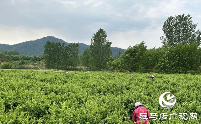 泌陽縣盤古鄉(xiāng):小小金銀花 致富大產(chǎn)業(yè)