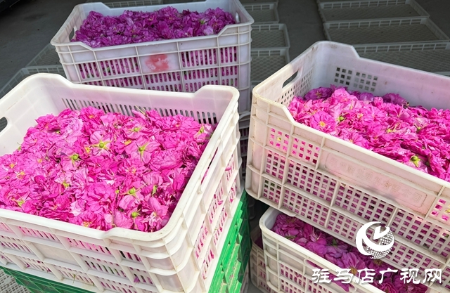 泌陽縣雙廟鄉：花開付洼香滿園 鄉村振興煥新顏