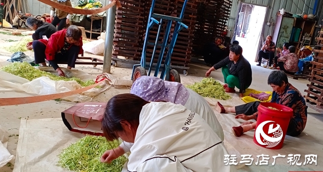 泌陽縣盤古鄉(xiāng):小小金銀花 致富大產(chǎn)業(yè)