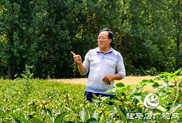 泌陽縣黃山口鄉：一株草藥繪就富民產業新圖景
