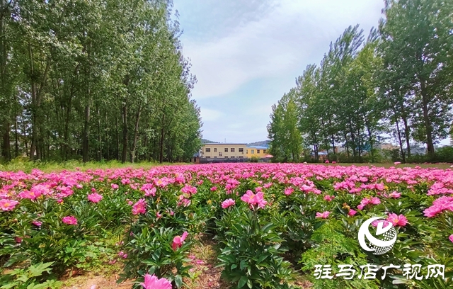 泌陽縣黃山口鄉：一株草藥繪就富民產業新圖景