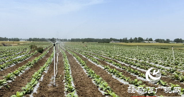 泌陽縣多舉措抓好煙葉栽后大田管理工作