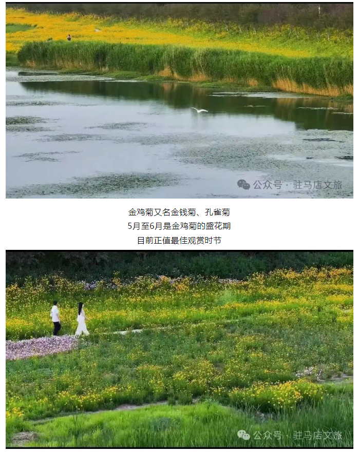 初夏限定！金雞菊花海驚艷綻放！