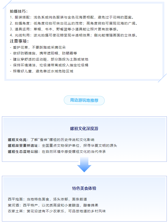 初夏限定！金雞菊花海驚艷綻放！