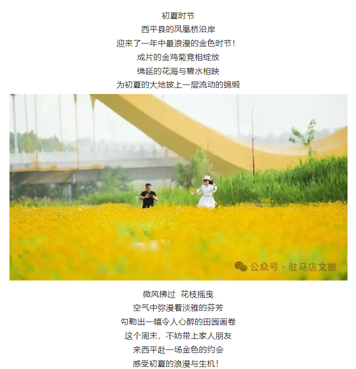 初夏限定！金雞菊花海驚艷綻放！