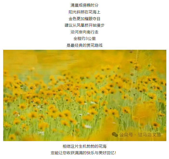 初夏限定！金雞菊花海驚艷綻放！