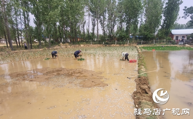 泌陽縣春水鎮：引來及時水田間添新景 水芋頭種植正當時