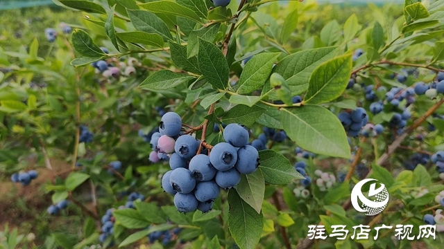 泌陽縣高邑鎮(zhèn)白菊夫婦：藍(lán)莓飄香季 致富進(jìn)行時