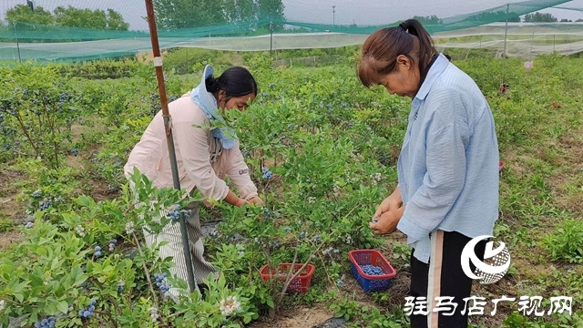 泌陽縣高邑鎮：特色林果產業點燃鄉村振興“新引擎”