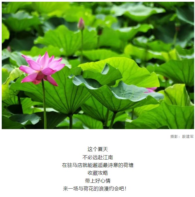 【夏日限定】駐馬店賞荷全攻略!這幾個(gè)絕美荷塘,錯(cuò)過再等一年!