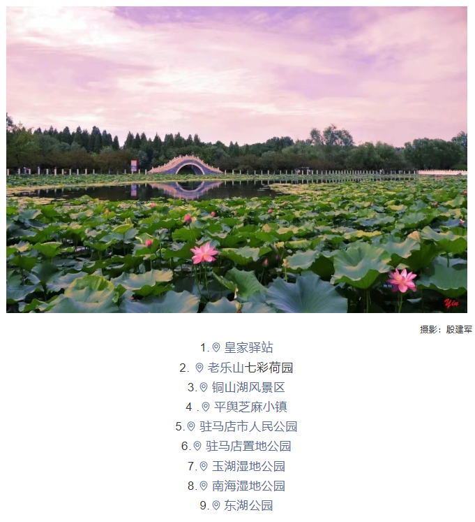 【夏日限定】駐馬店賞荷全攻略!這幾個(gè)絕美荷塘,錯(cuò)過再等一年!