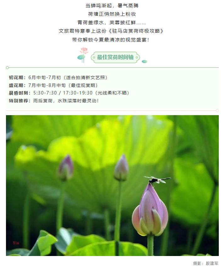 【夏日限定】駐馬店賞荷全攻略！這幾個(gè)絕美荷塘，錯(cuò)過再等一年！