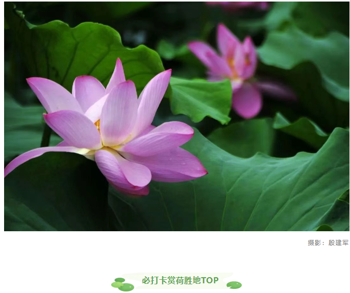 【夏日限定】駐馬店賞荷全攻略!這幾個(gè)絕美荷塘,錯(cuò)過再等一年!