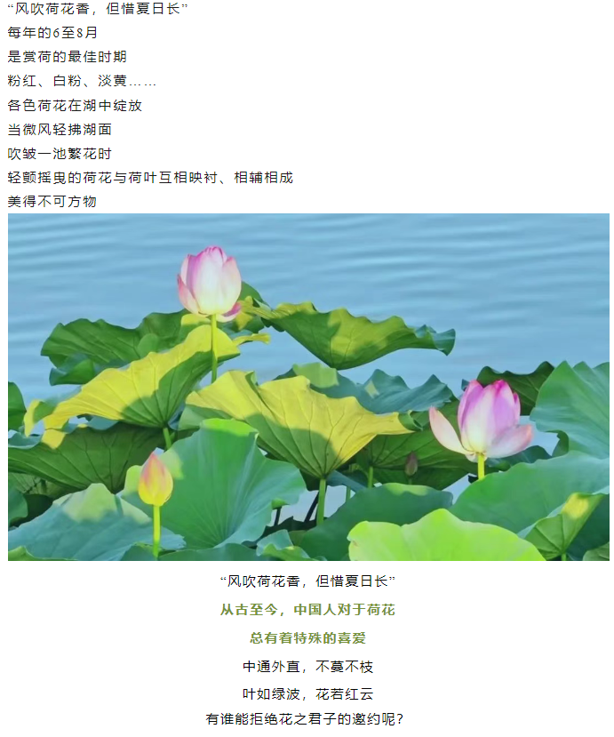 【夏日限定】駐馬店賞荷全攻略!這幾個(gè)絕美荷塘,錯(cuò)過再等一年!