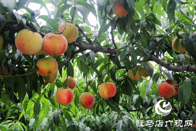 泌陽(yáng)縣馬谷田鎮(zhèn)下河村:桃紅映豐年 林果助振興