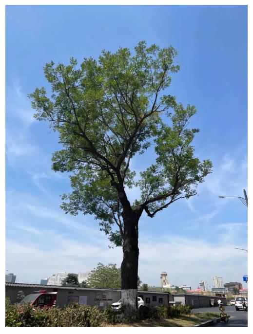 古樹長歌 | “頭道胡同”里的國槐,它曾一瞥“夕陽樓”的余暉