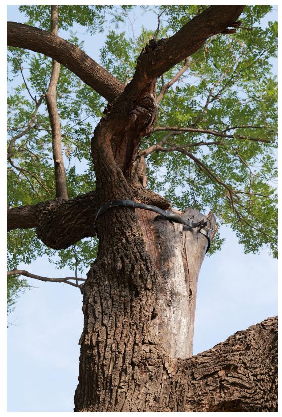古樹長歌 | “頭道胡同”里的國槐,它曾一瞥“夕陽樓”的余暉