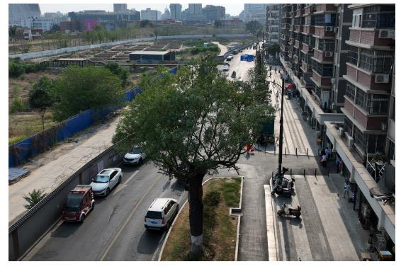 古樹長歌 | “頭道胡同”里的國槐,它曾一瞥“夕陽樓”的余暉