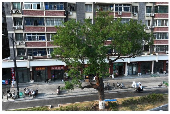 古樹長歌 | “頭道胡同”里的國槐,它曾一瞥“夕陽樓”的余暉