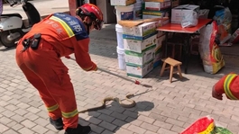 蛇類進(jìn)入活躍期 謹(jǐn)記這些避蛇要點(diǎn)